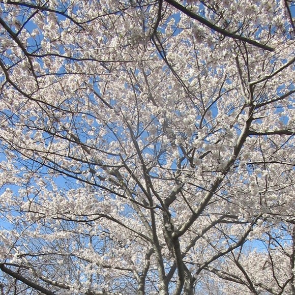 Meet your Posher, Giovanna - Picture 1 of 1